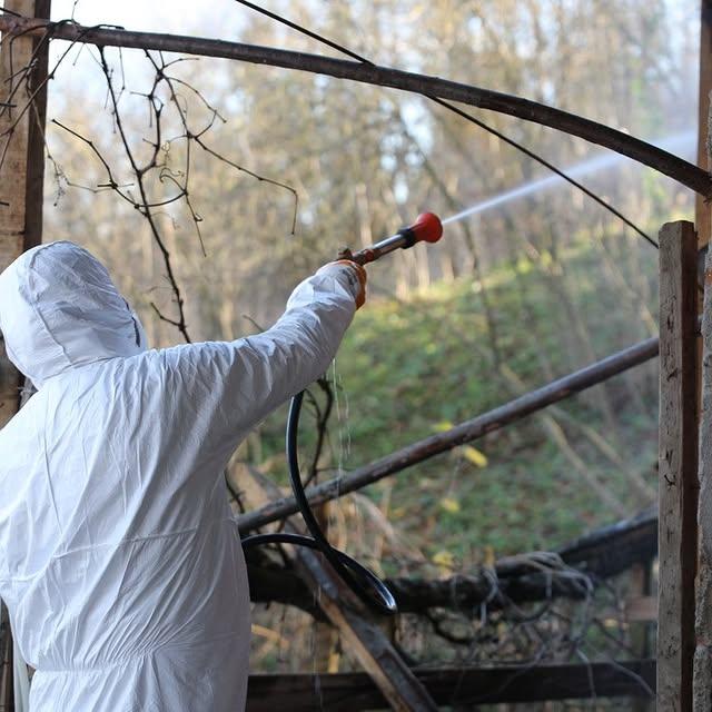 Erenler Belediyesi, Kahverengi Kokarca Böceğine Karşı İlaçlama Çalışmalarına Başladı