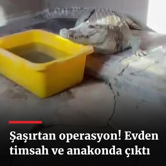 İstanbul'un Beykoz İlçesinde Yapılan Operasyonda Vahşi Hayvanlar Ele Geçirildi