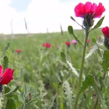 Ülkemizdeki Bitki Genetik Çeşitliliğine Yönelik Önemli Bir Adım